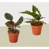 2 Calathea Plant Variety Pack - 4" Pots - Live Houseplant