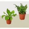 2 Fern Variety Pack - Live Plants - FREE Care Guide - 4" Pot - House Plant