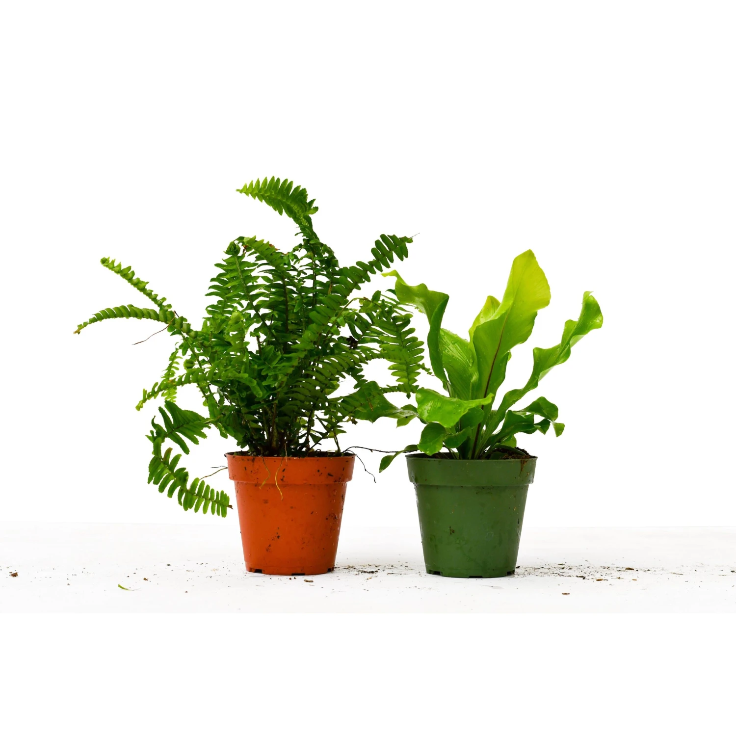 2 Fern Variety Pack - Live Plants - FREE Care Guide - 4" Pot - House Plant - Image 2