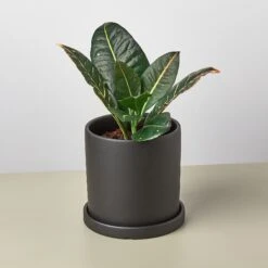 Matte Finish Cylinder Planter With Saucer