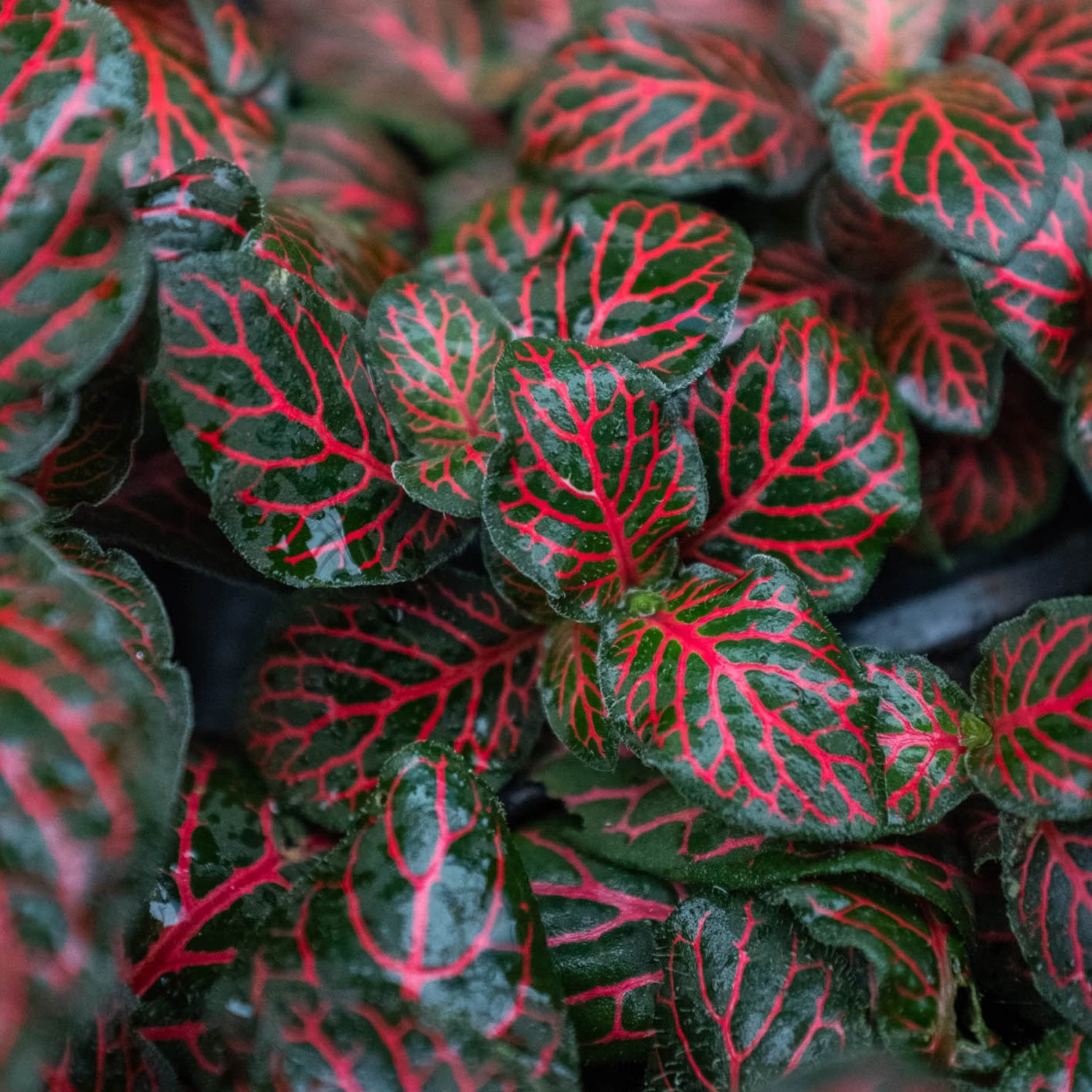 Fittonia 'Red' - Image 2