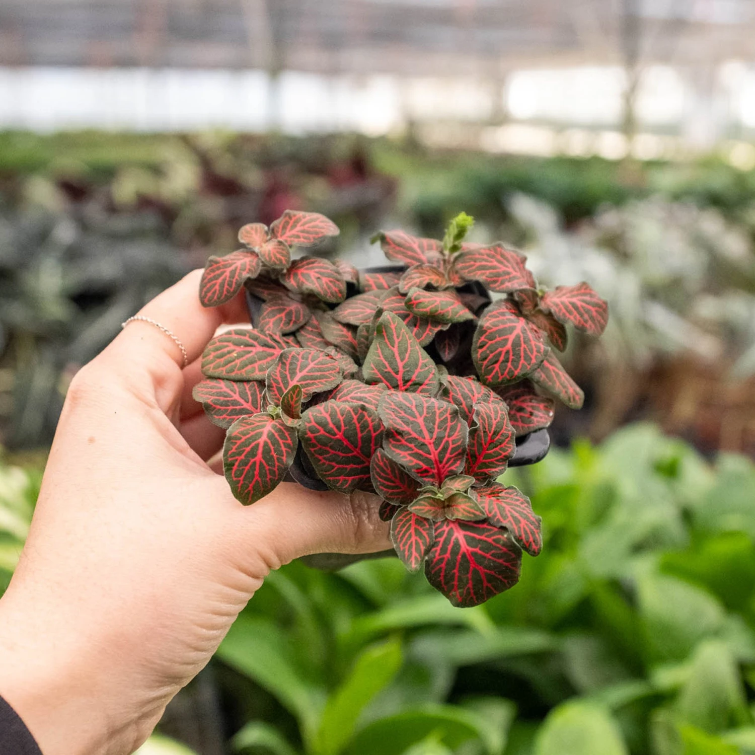 Fittonia 'Red' - Image 3