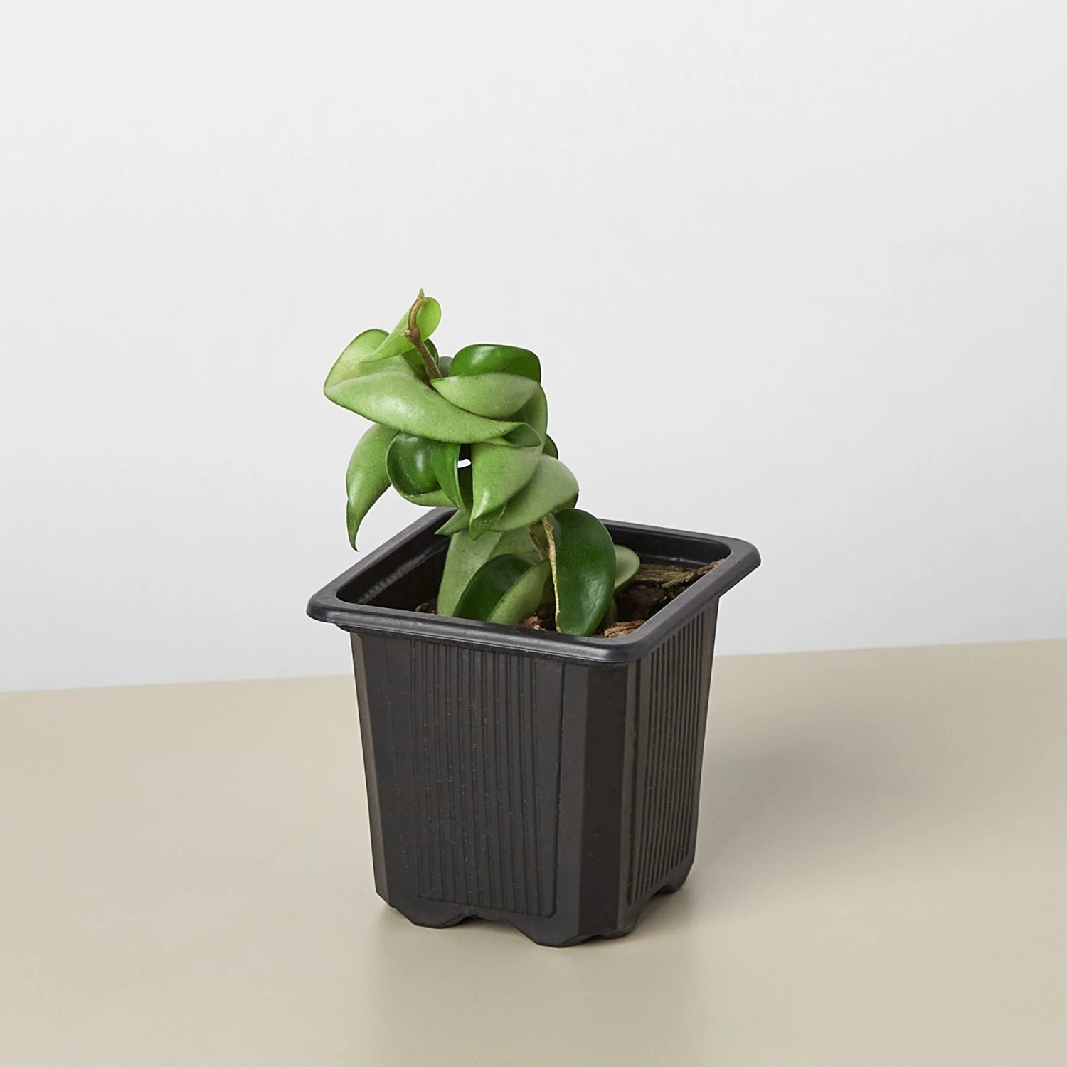 Hoya Rope Plant - Image 6