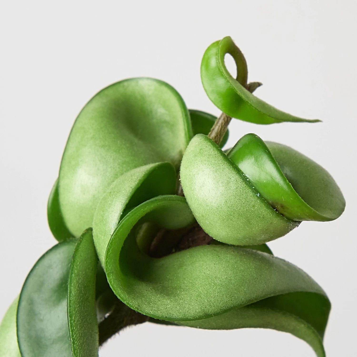 Hoya Rope Plant - Image 7