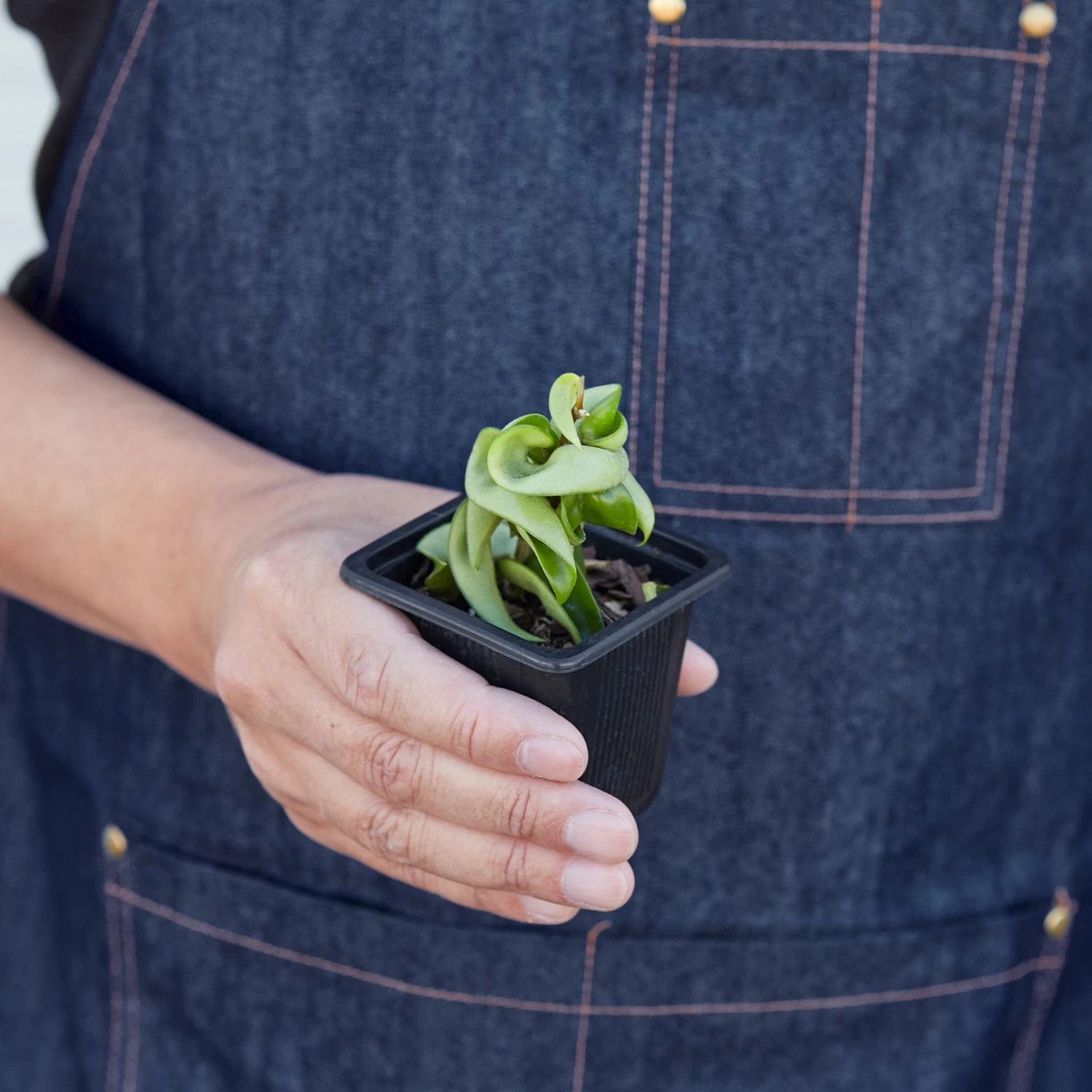 Hoya Rope Plant - Image 8