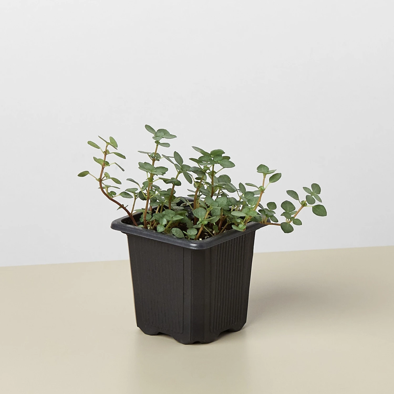 Nettle 'Silver Sparkle' - Image 4