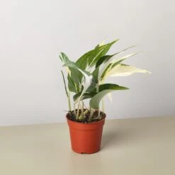 Pothos 'Mutant Manjula'