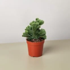 Succulent Cereus Coral Green