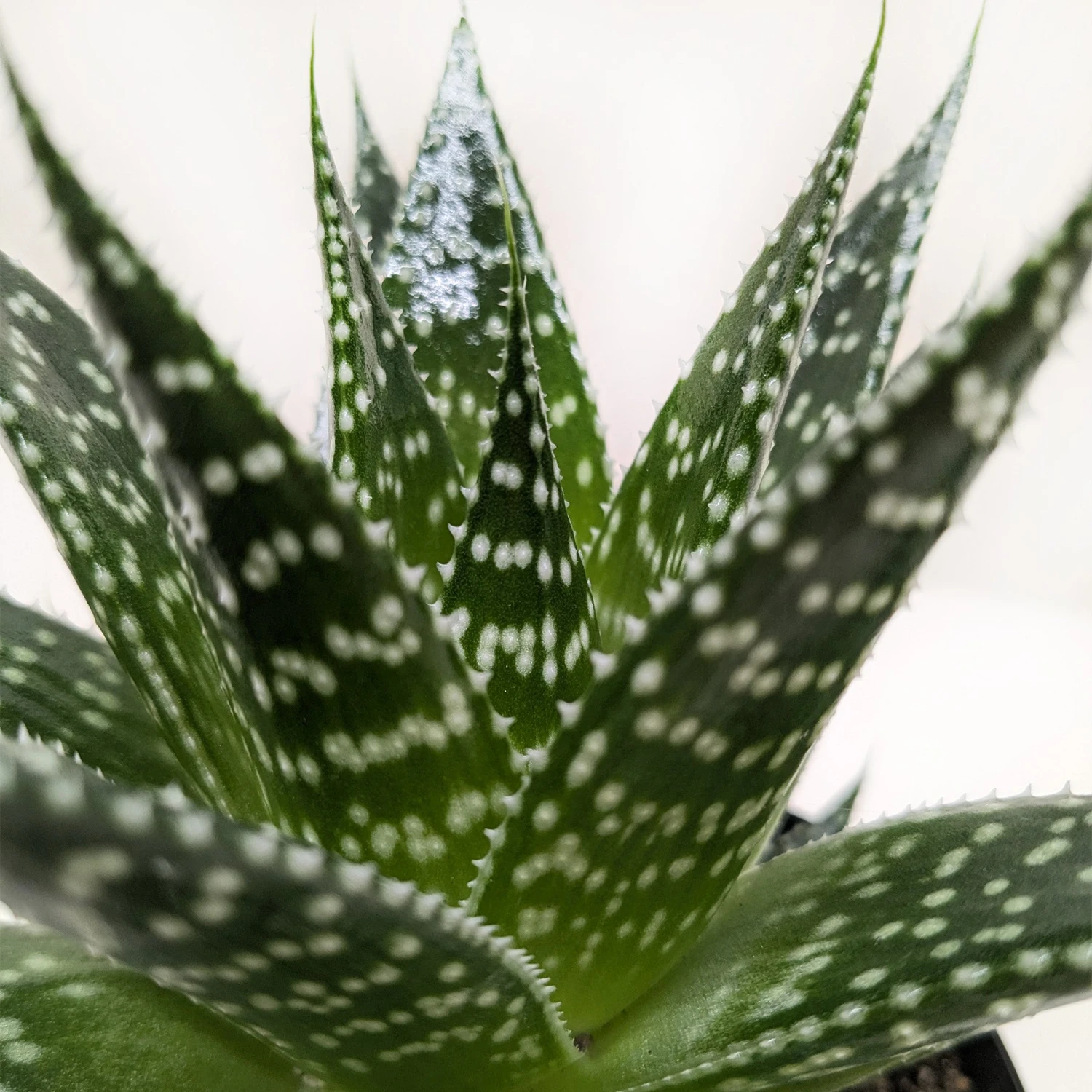 Succulent Gasteria Durban - Image 2