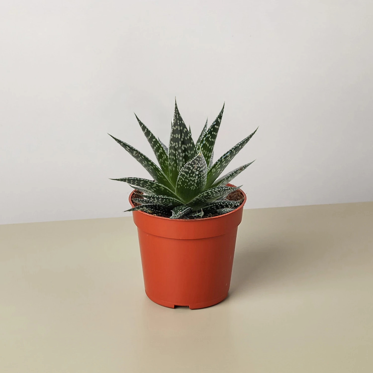 Succulent Gasteria Durban