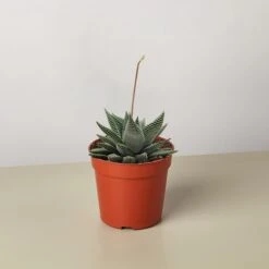 Succulent Haworthia Miami