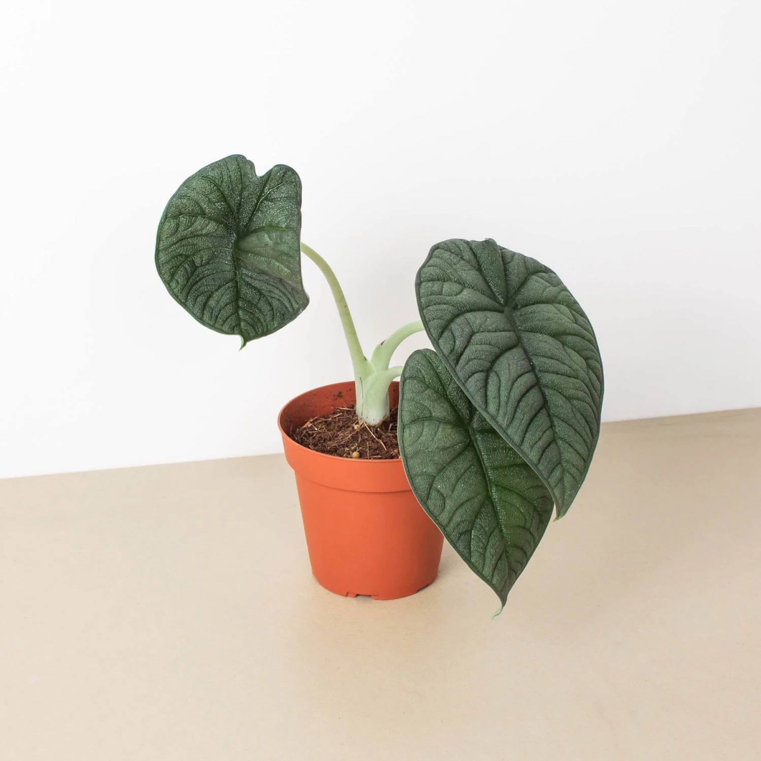 Alocasia 'Melo' - Image 2
