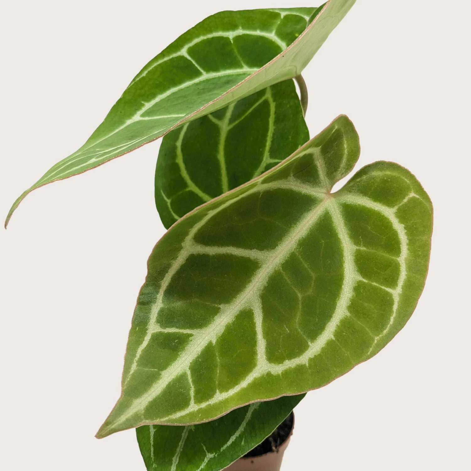Anthurium Crystallinum - Image 2
