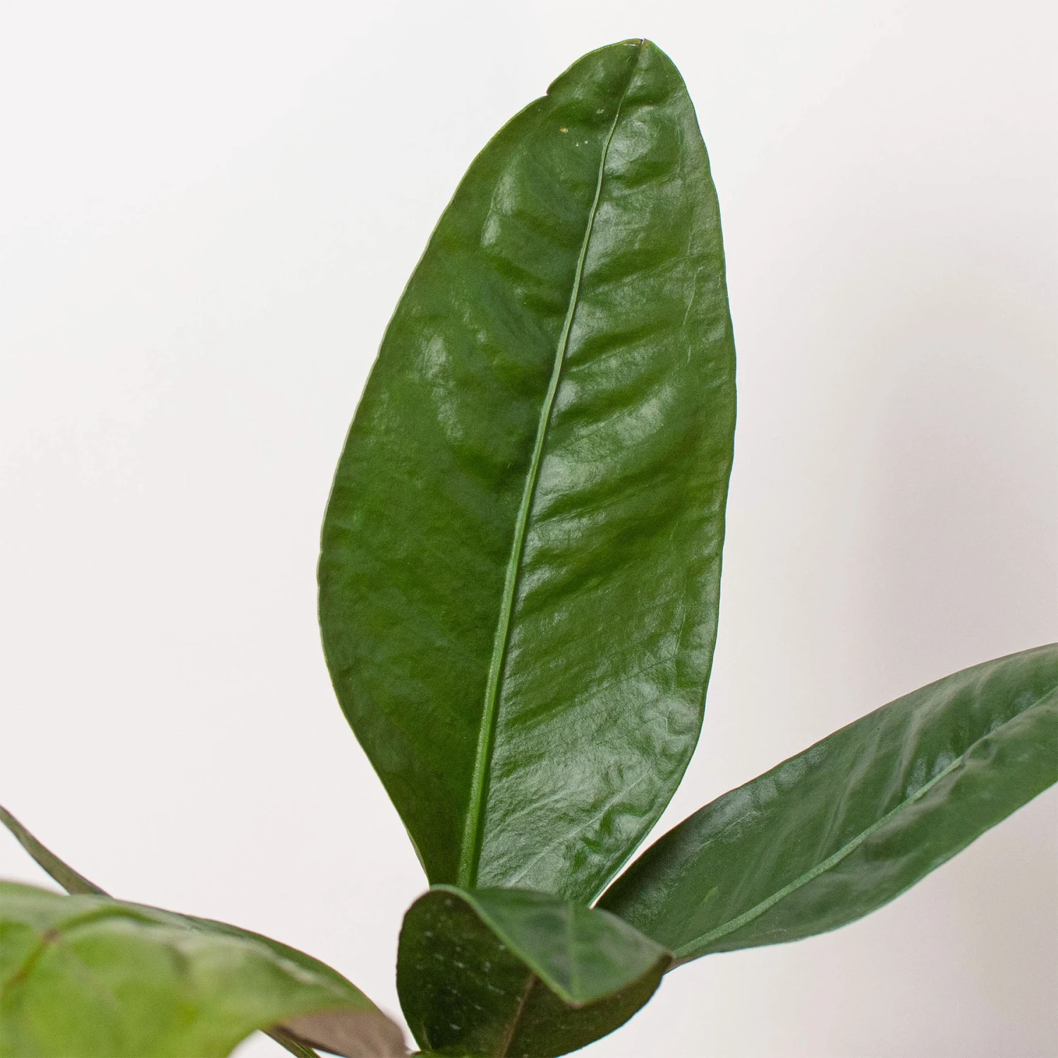 Anthurium 'Superbum' - Image 2