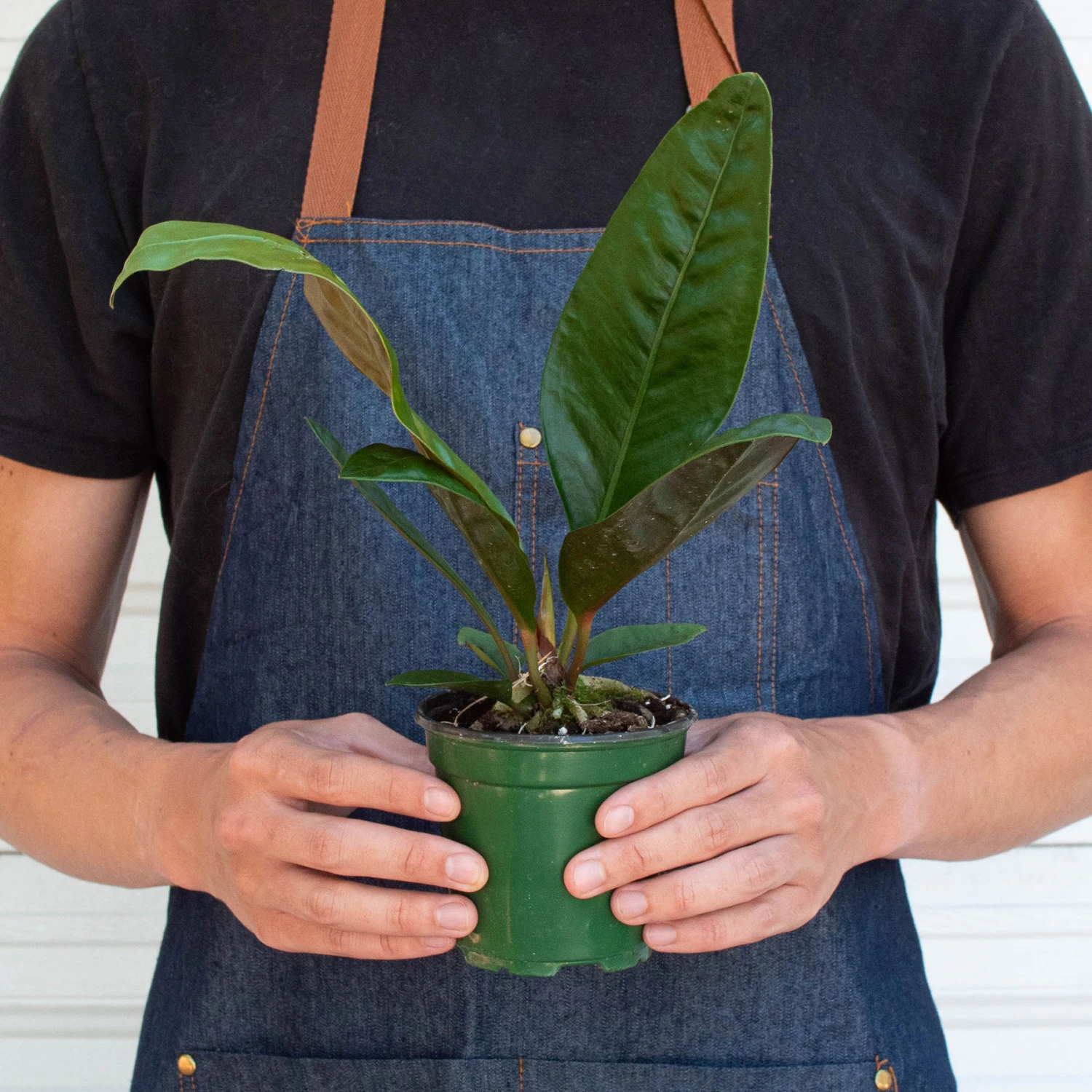 Anthurium 'Superbum' - Image 3