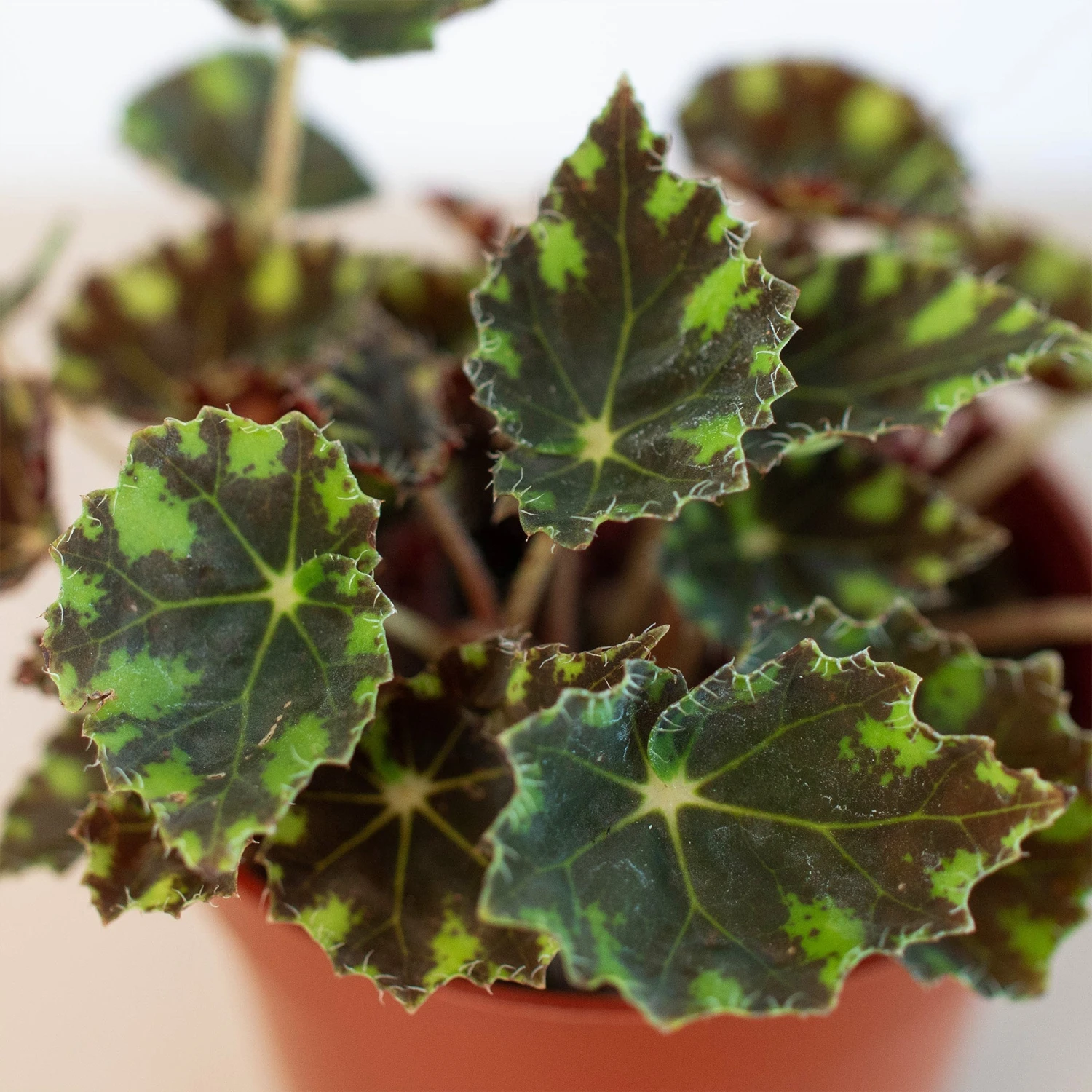 Begonia Tiger Paws - 6" Pot - Image 2