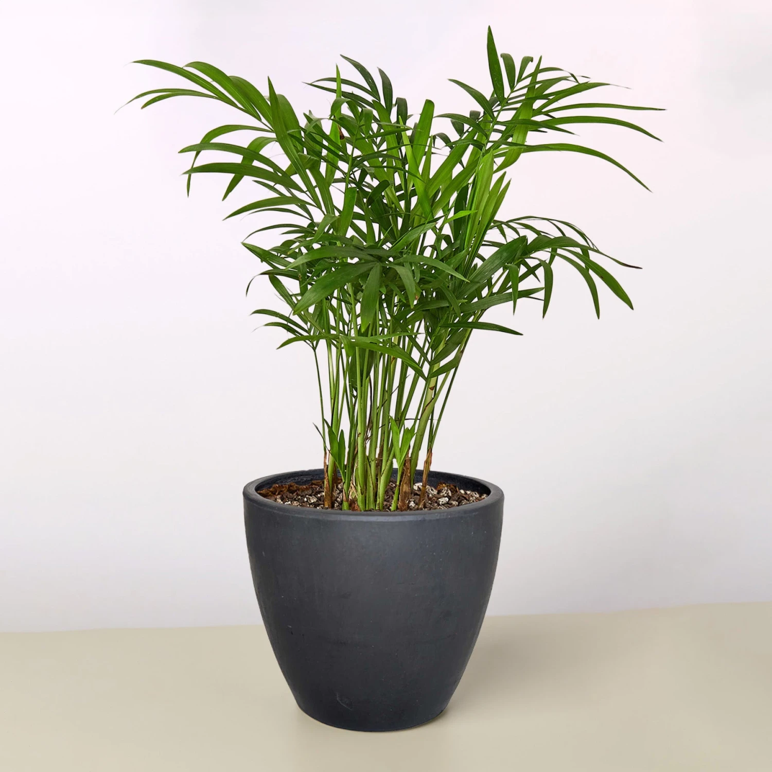 Parlor Palm - Image 11