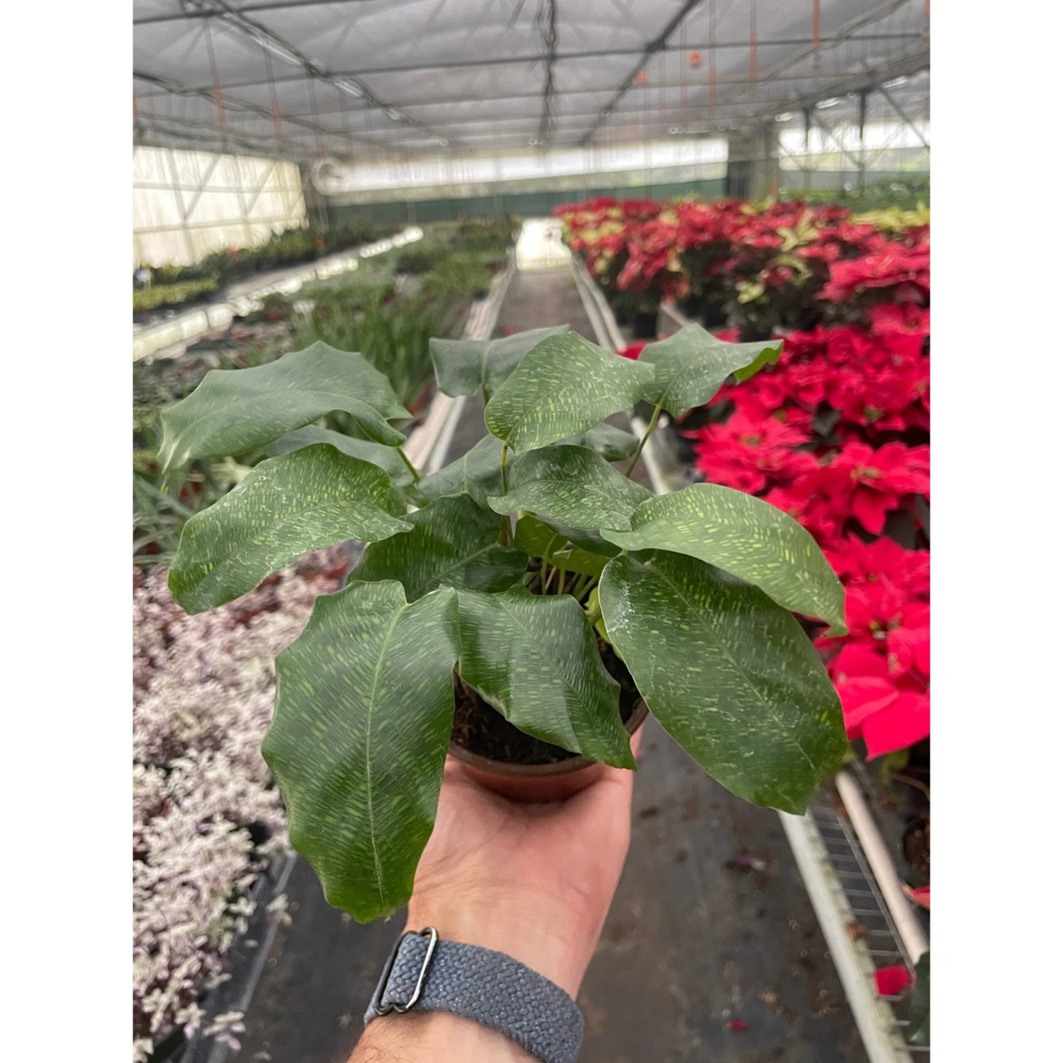 Calathea 'Musaica' - Image 2