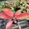 Chinese Evergreen 'Pink Pearl'