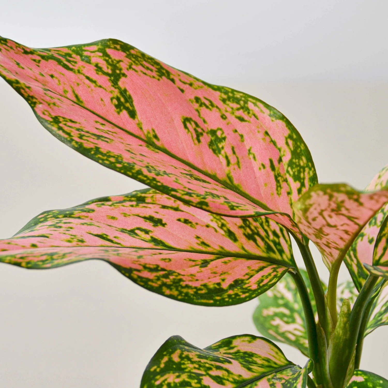 Chinese Evergreen 'Lady Valentine' - Image 2