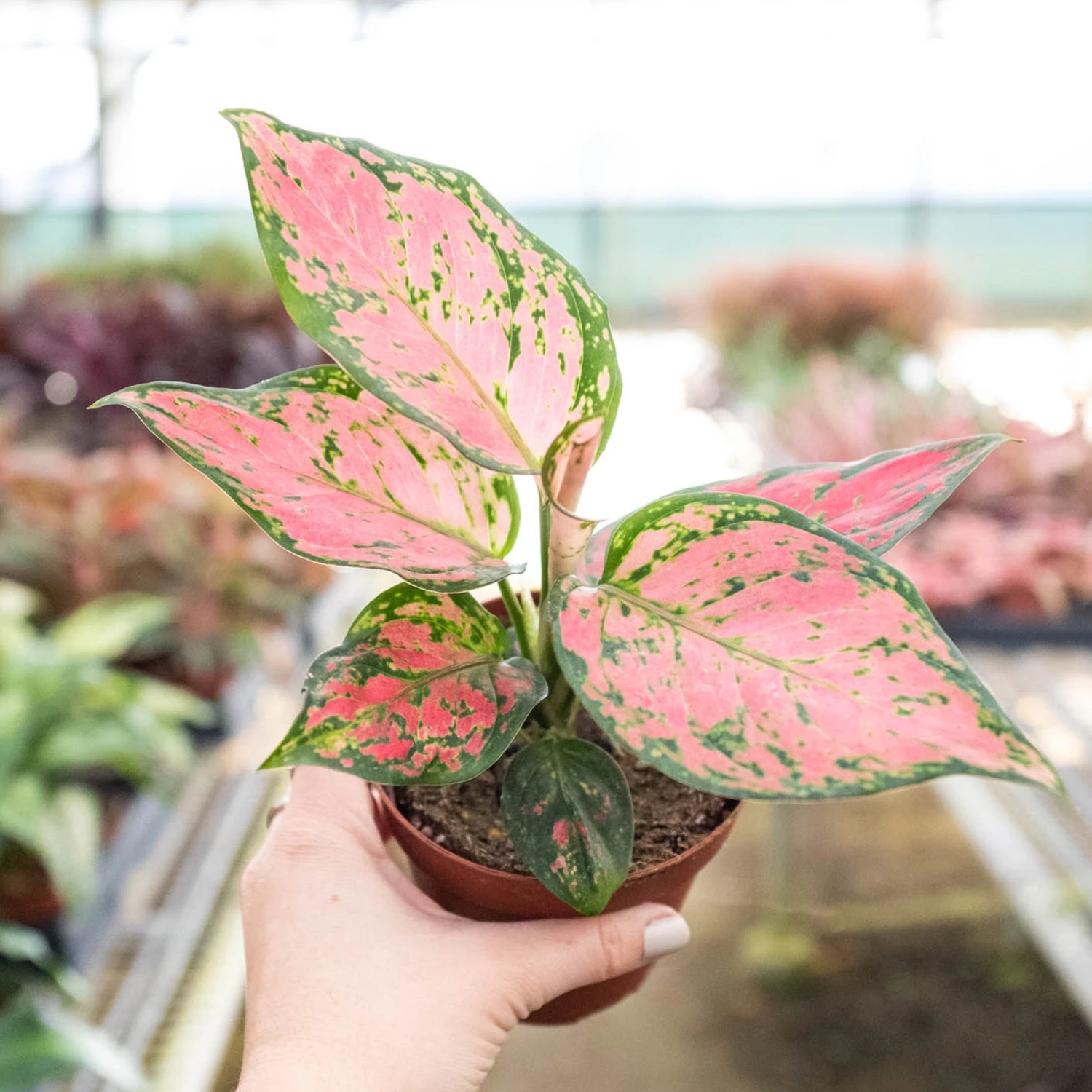Chinese Evergreen 'Lady Valentine' - Image 6