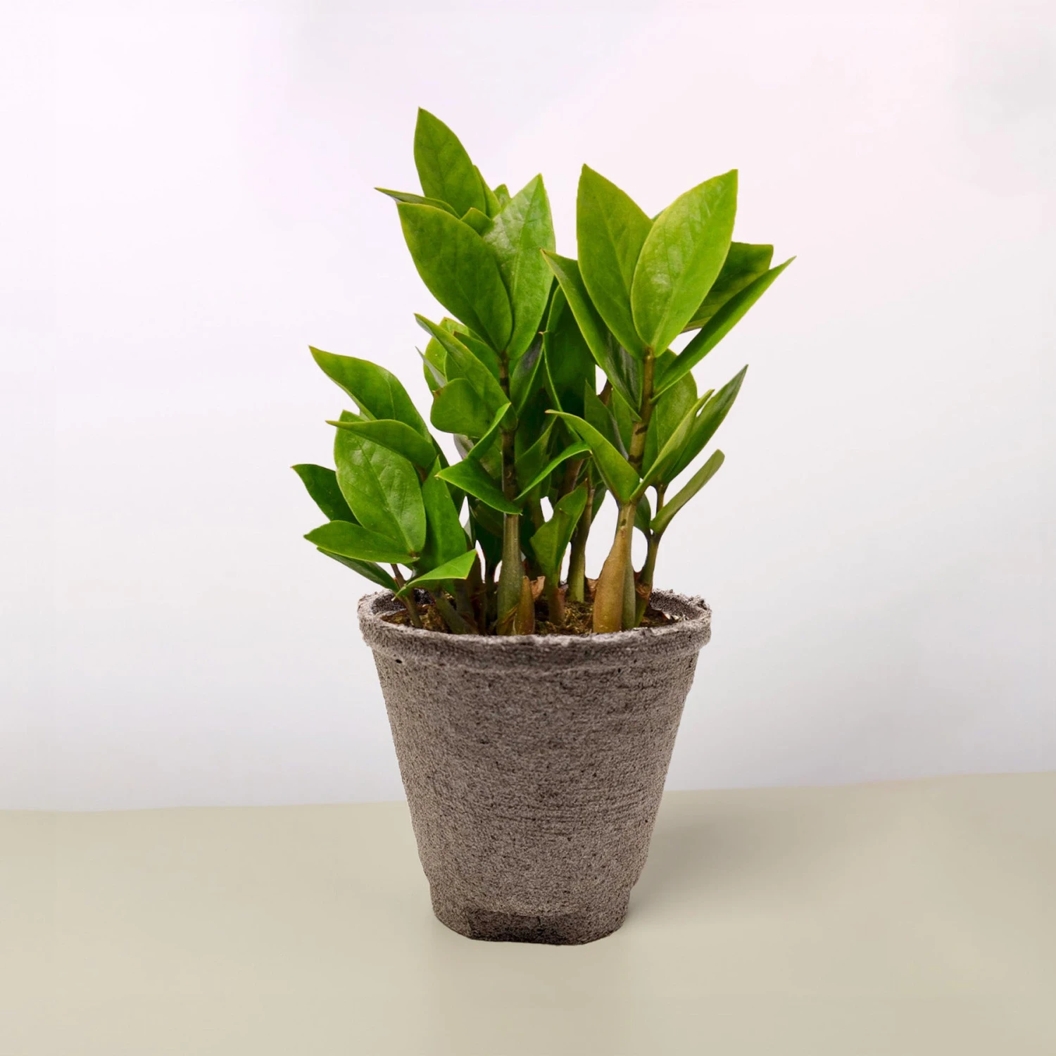 Zamioculcas Zamiifolia 'ZZ' - Image 16