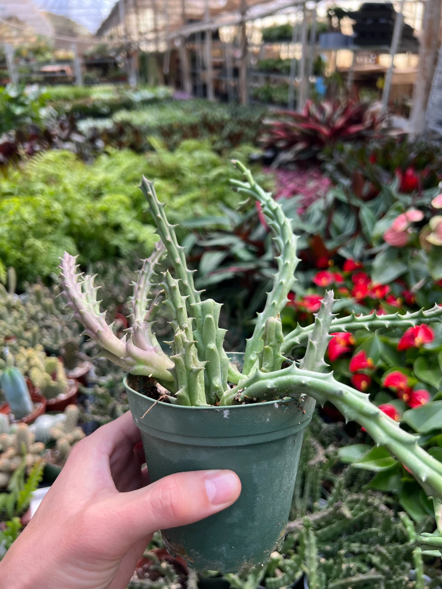 Lifesaver Cactus - Image 8