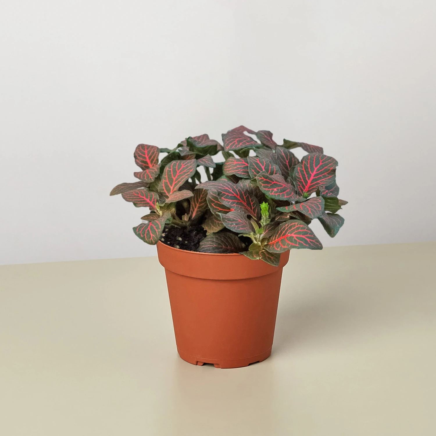 Fittonia 'Red' - Image 4