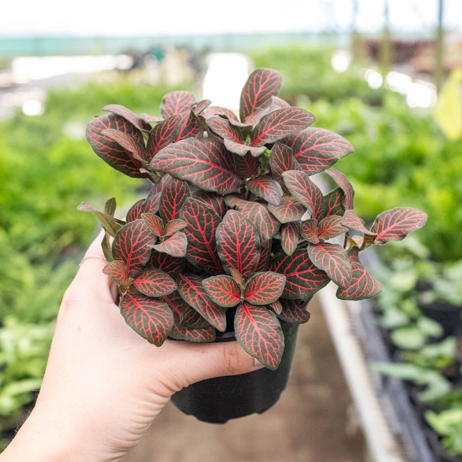 Fittonia 'Red' - Image 6