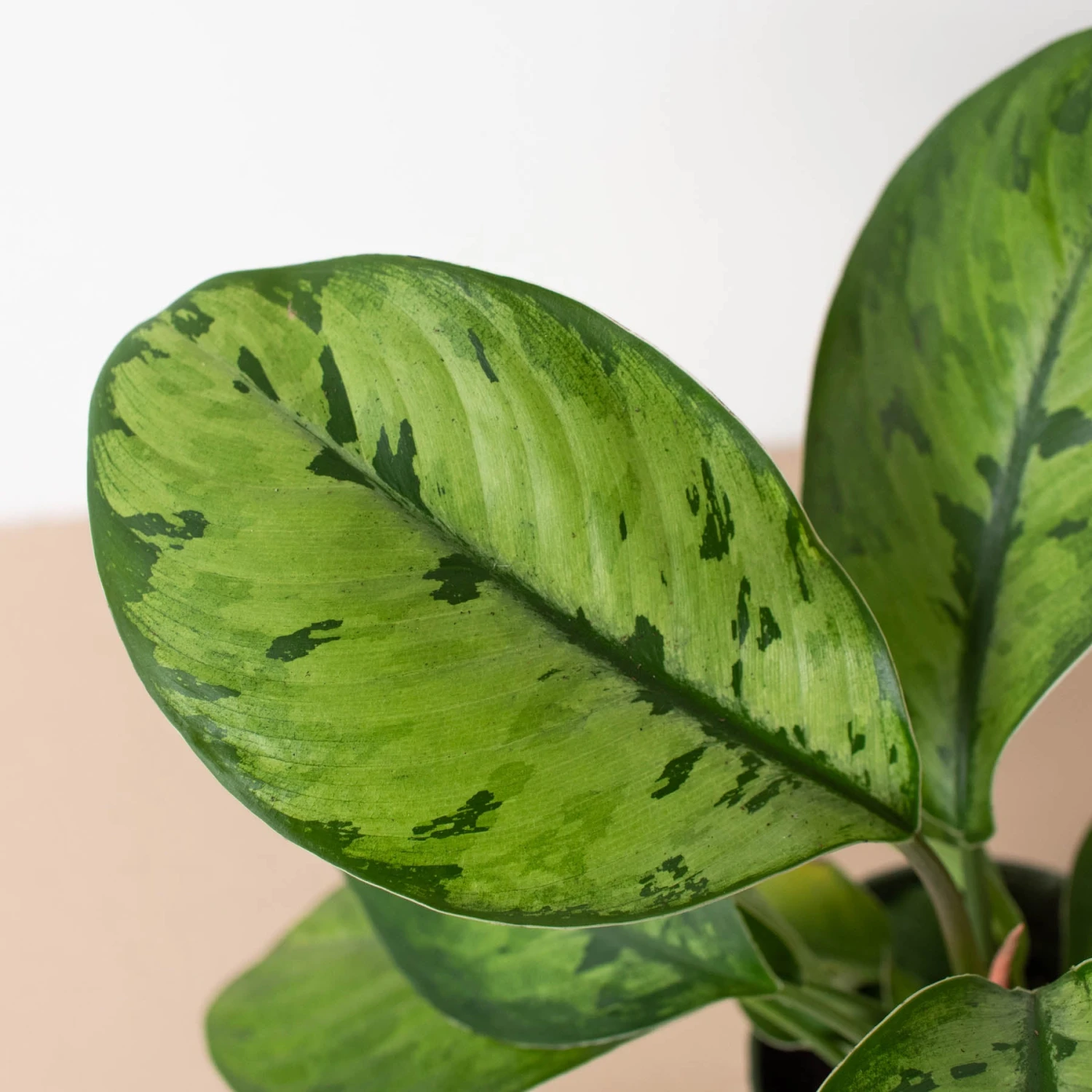 Homalomena 'Selby' - Image 2