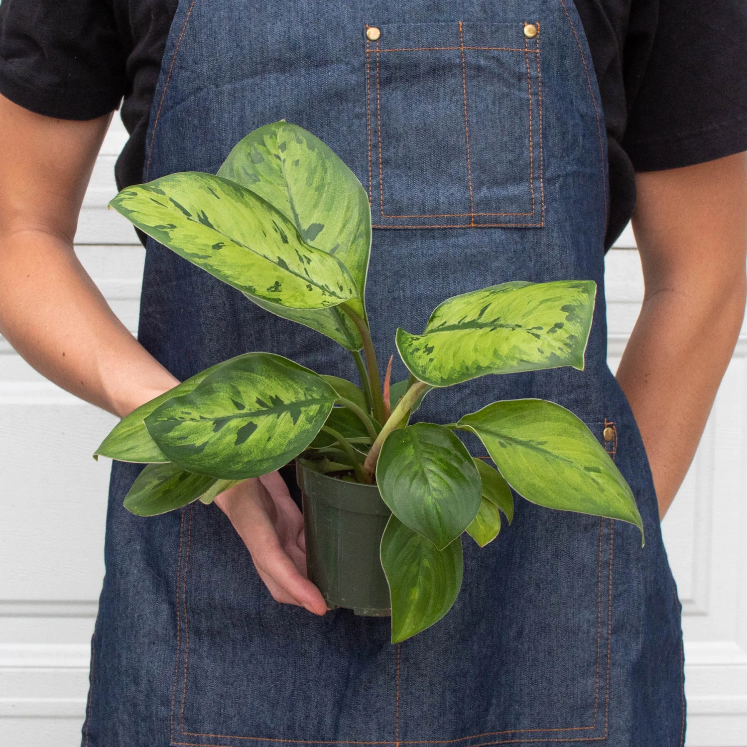 Homalomena 'Selby' - Image 3