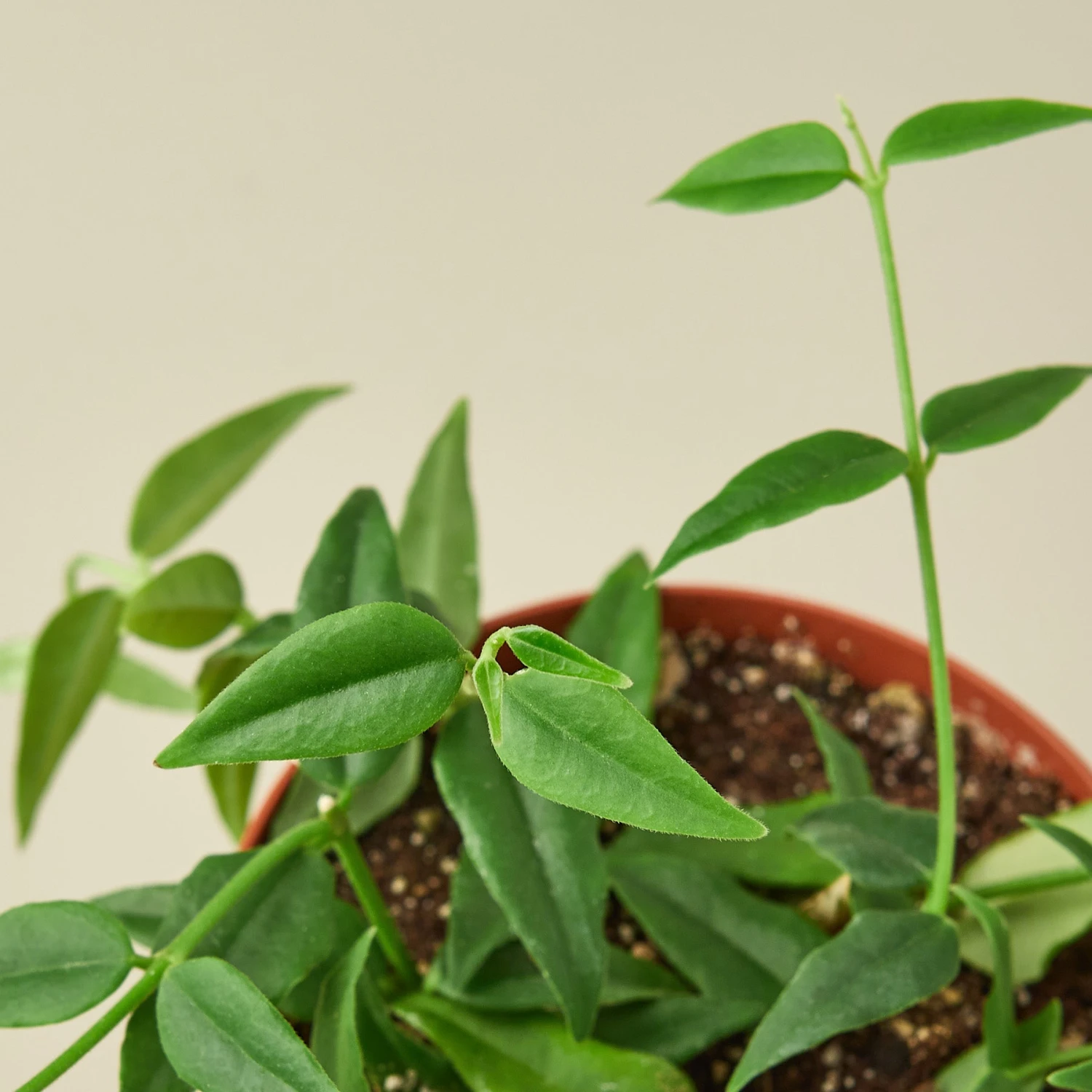 Hoya Bella - Image 2