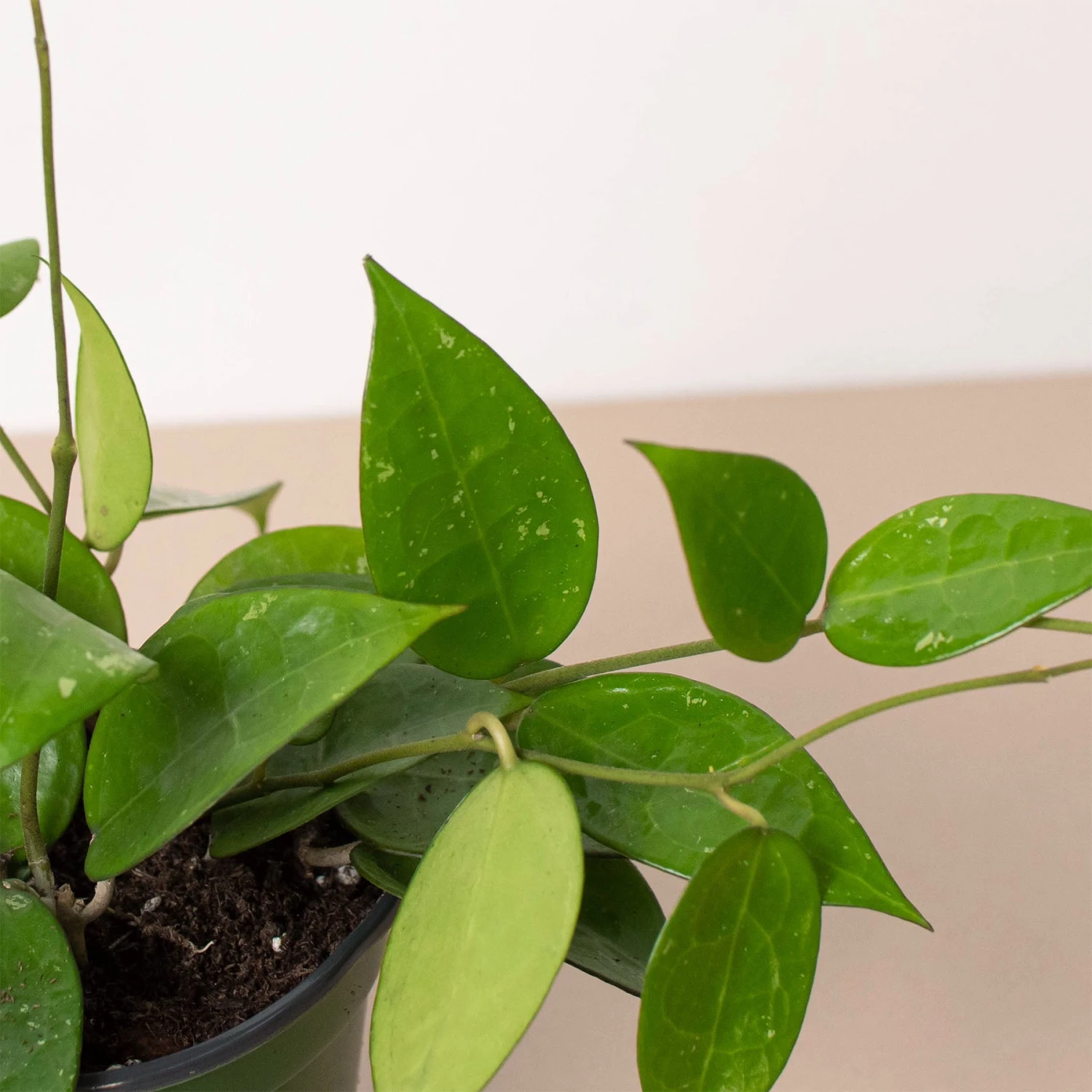 Hoya 'Black Margin' - Image 2