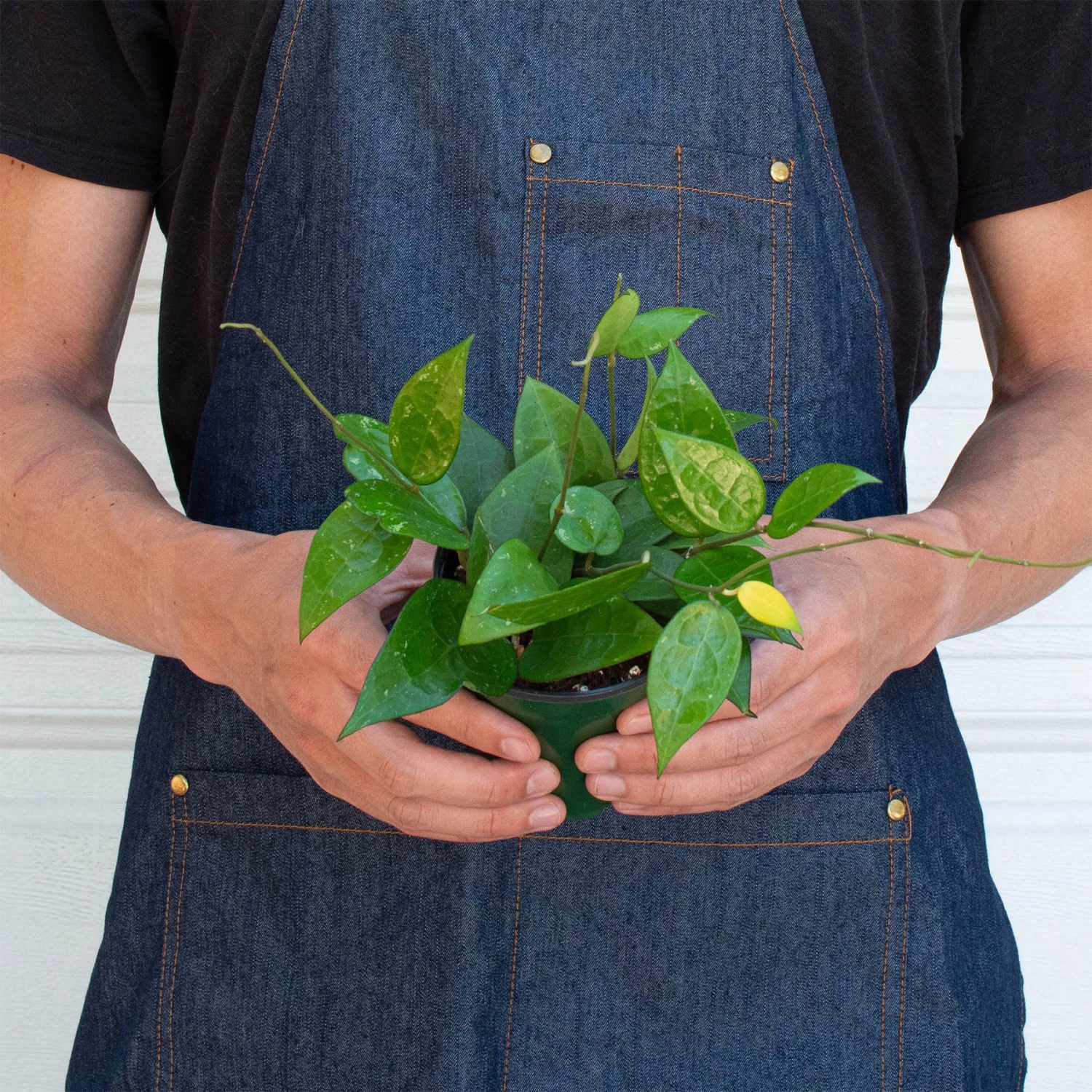 Hoya 'Black Margin' - Image 3