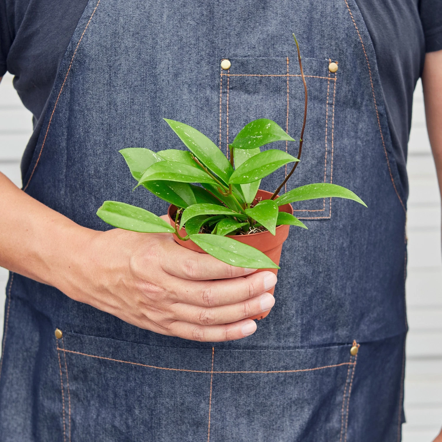 Hoya 'Publicalyx' - Image 2