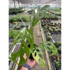 Monstera Adansonii 'Swiss Cheese Variegated'