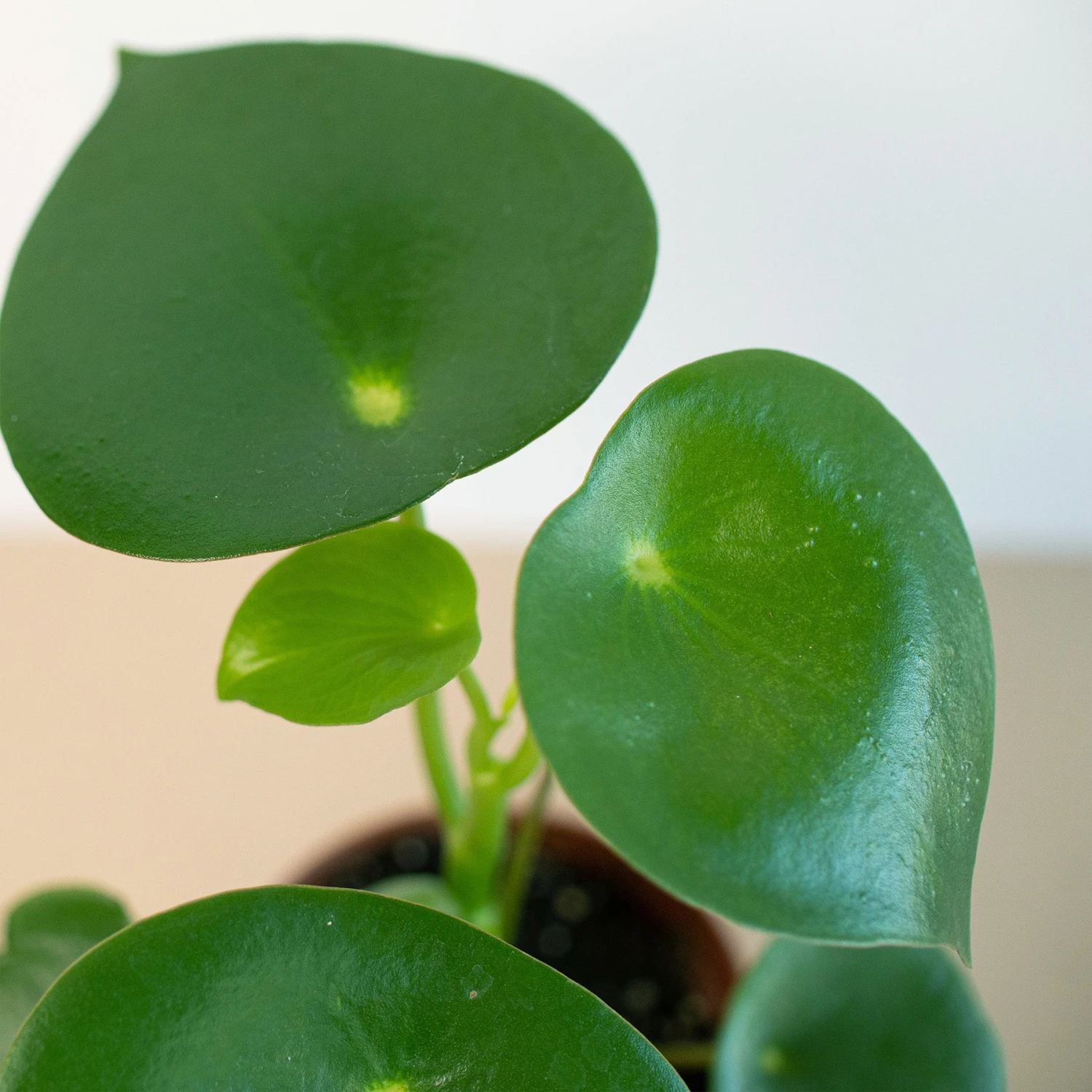 Peperomia 'Raindrop' - Image 2