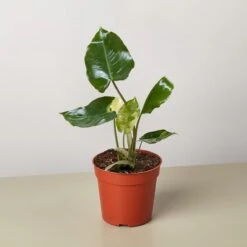 Philodendron Burle Marx Albo