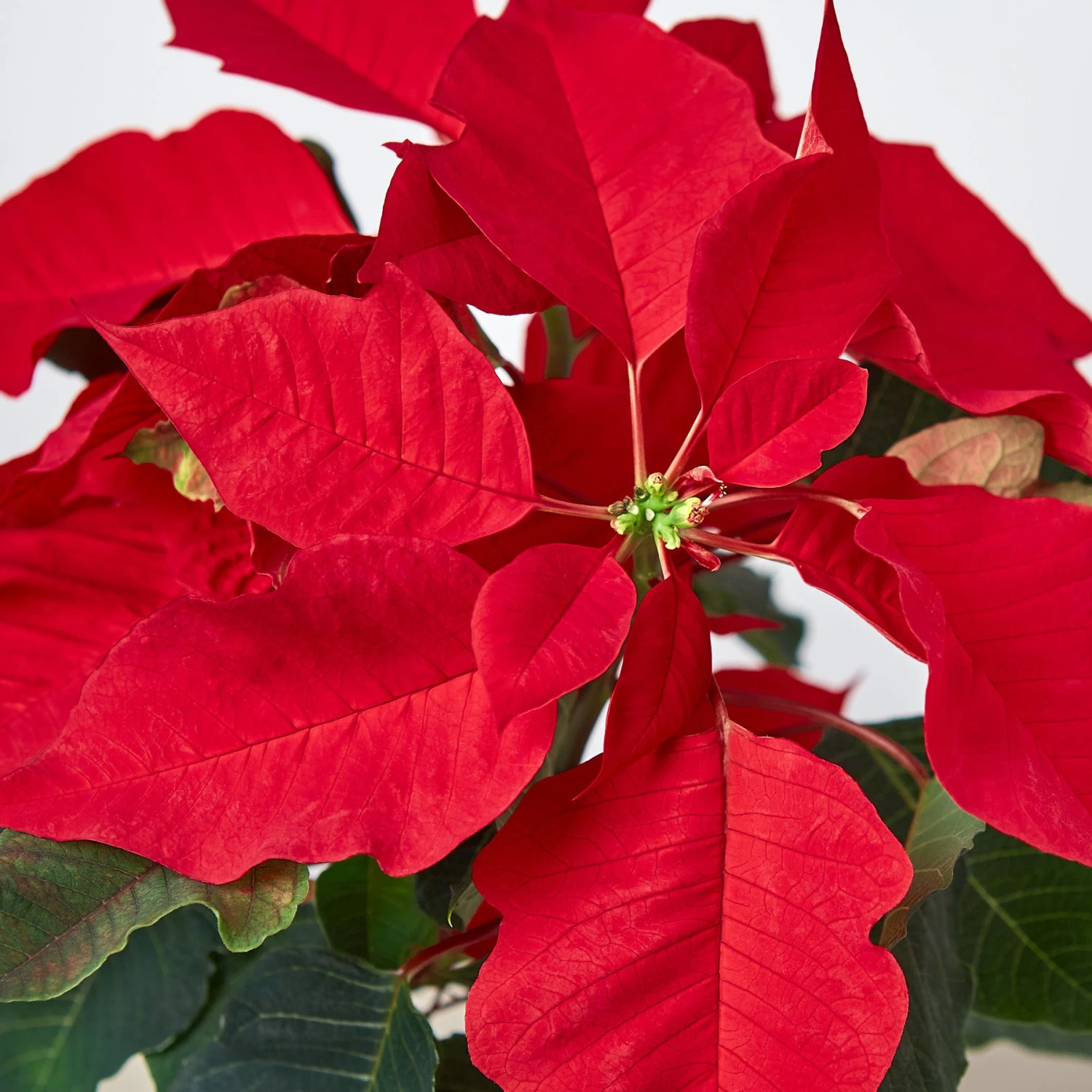 Poinsettia 'Red' - Image 2