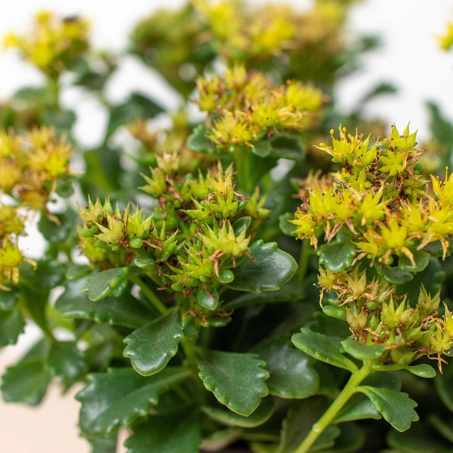 Sedum Little Miss Sunshine - Image 2