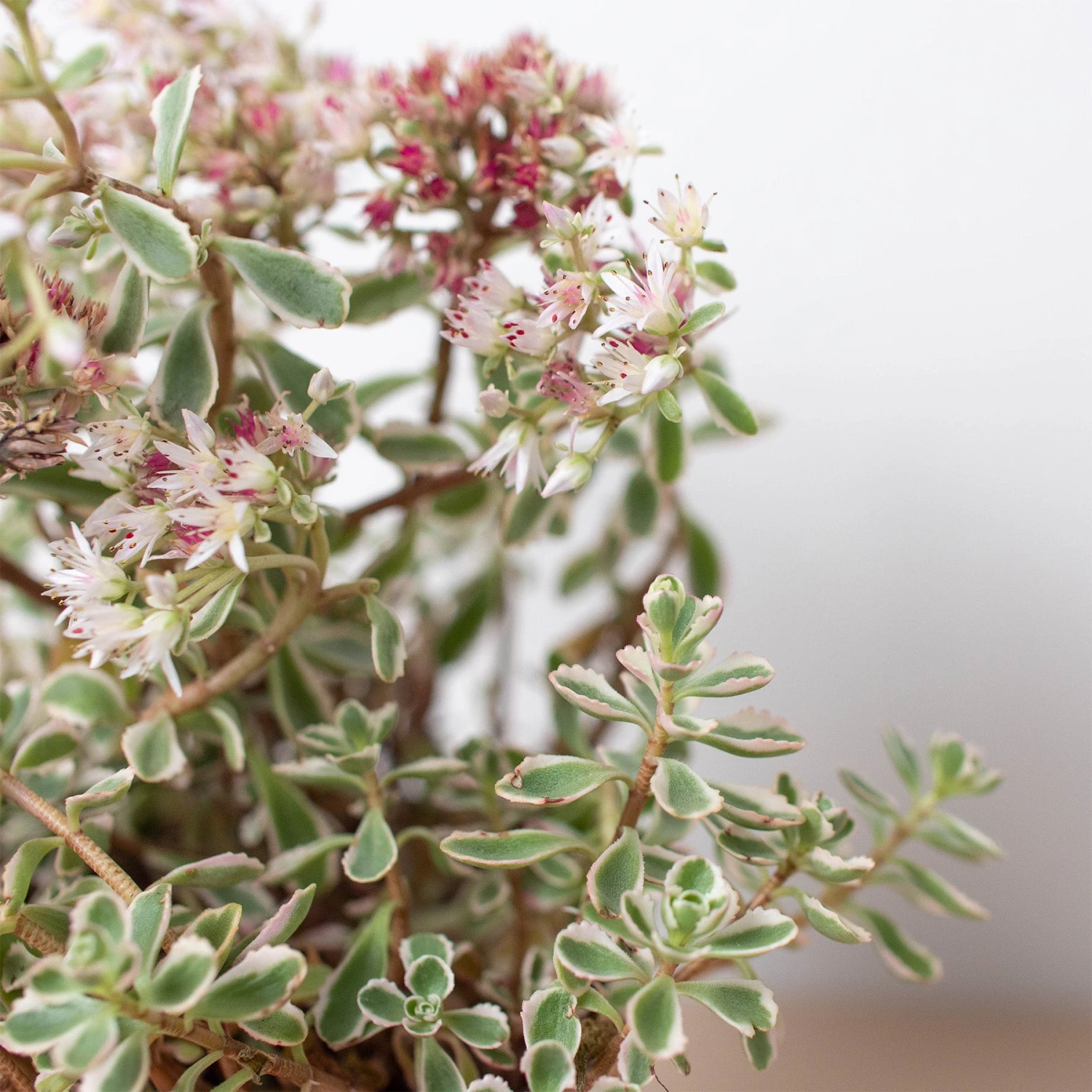 Sedum Tricolor - Image 2