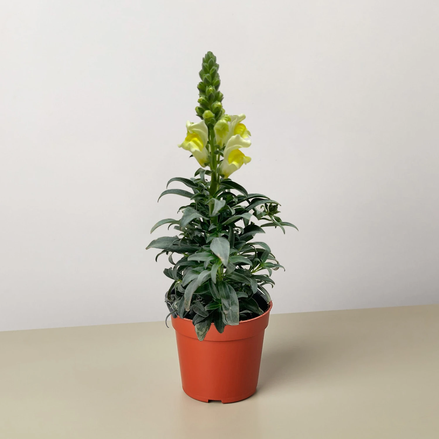 SnapDragon - Image 3