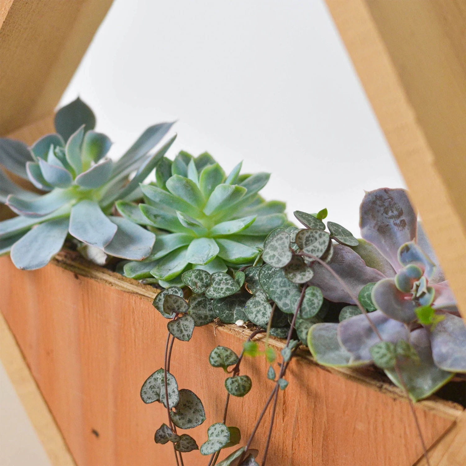 4" Succulent Variety - Hexagarden Pot - Image 2