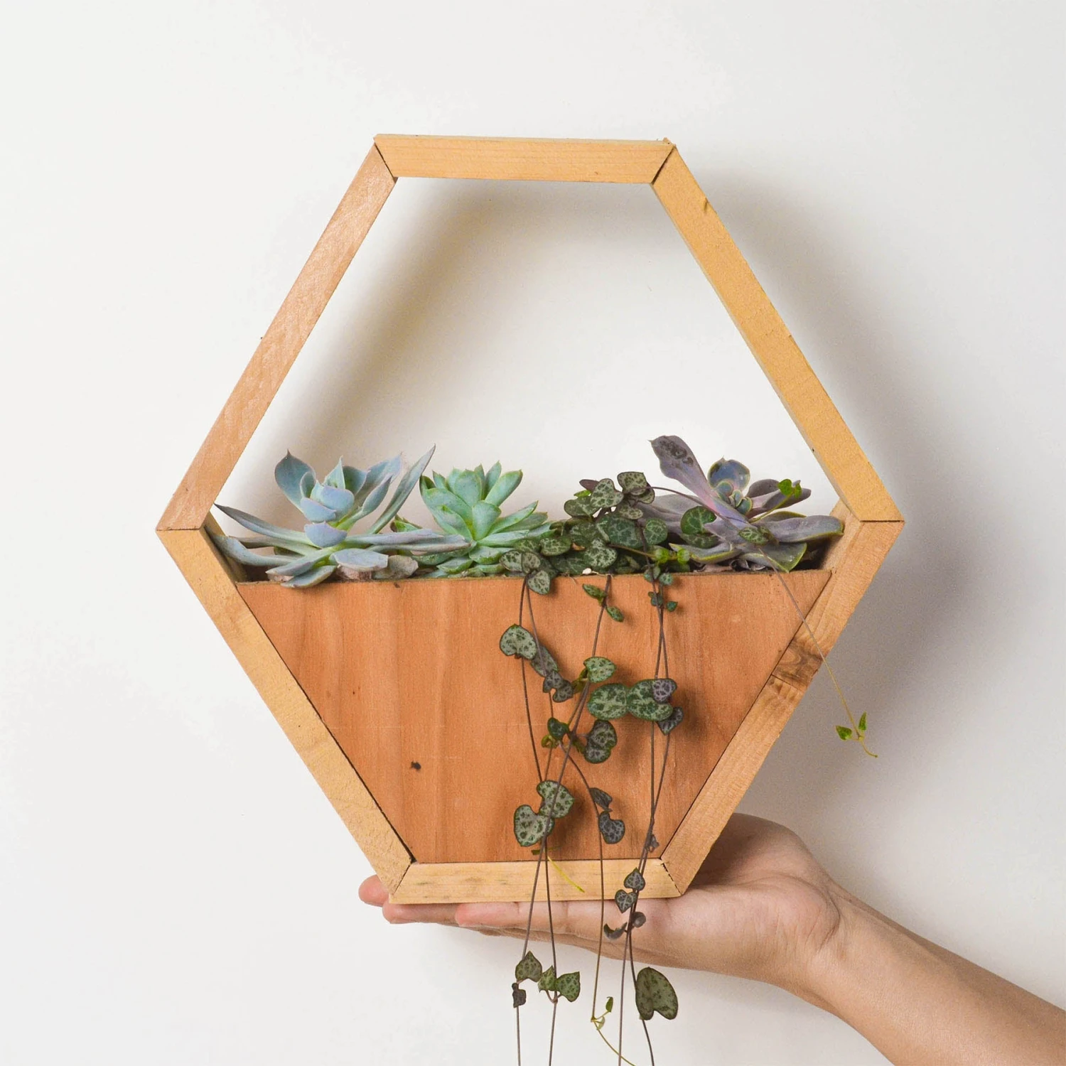 4" Succulent Variety - Hexagarden Pot - Image 3