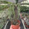 Succulent Euphorbia Aeruginosa