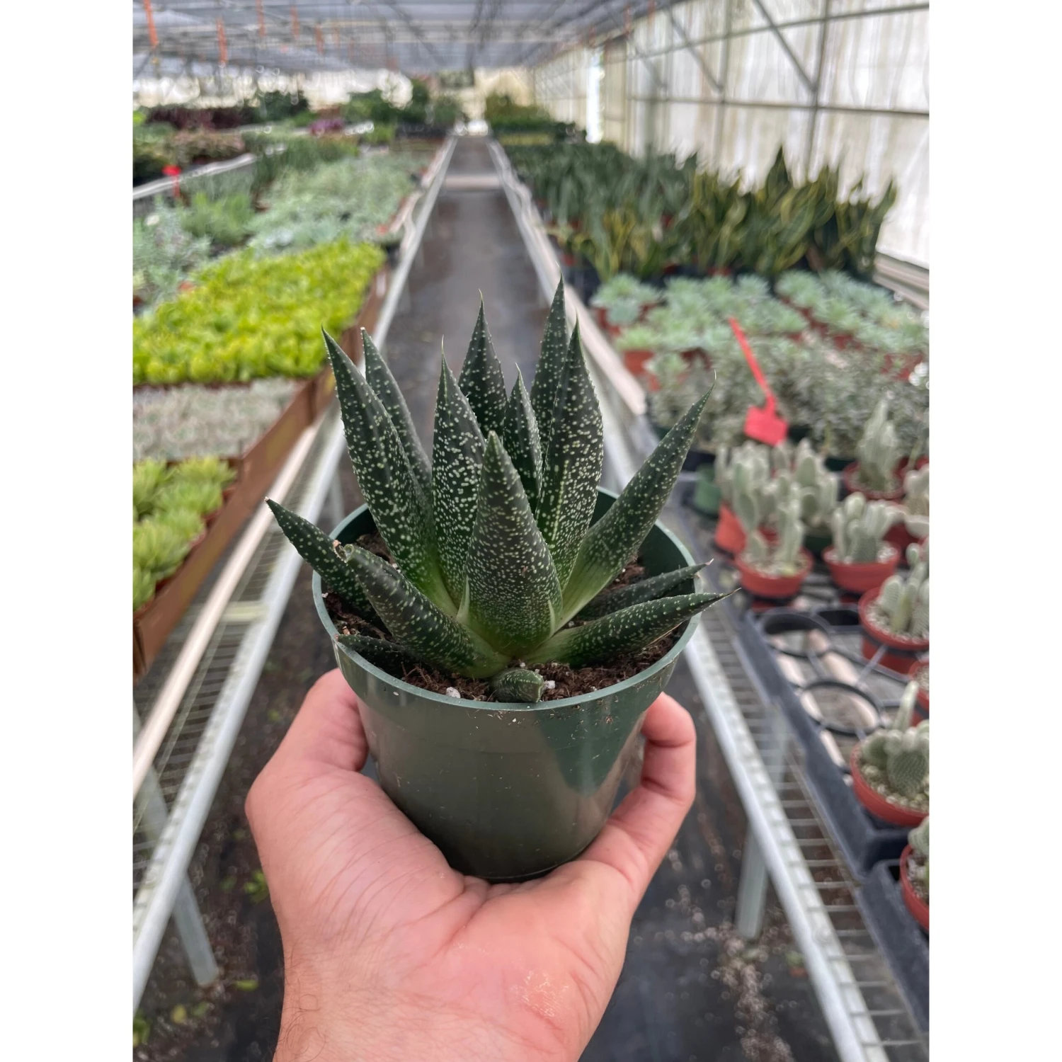 Succulent Gasteria Durban - Image 3