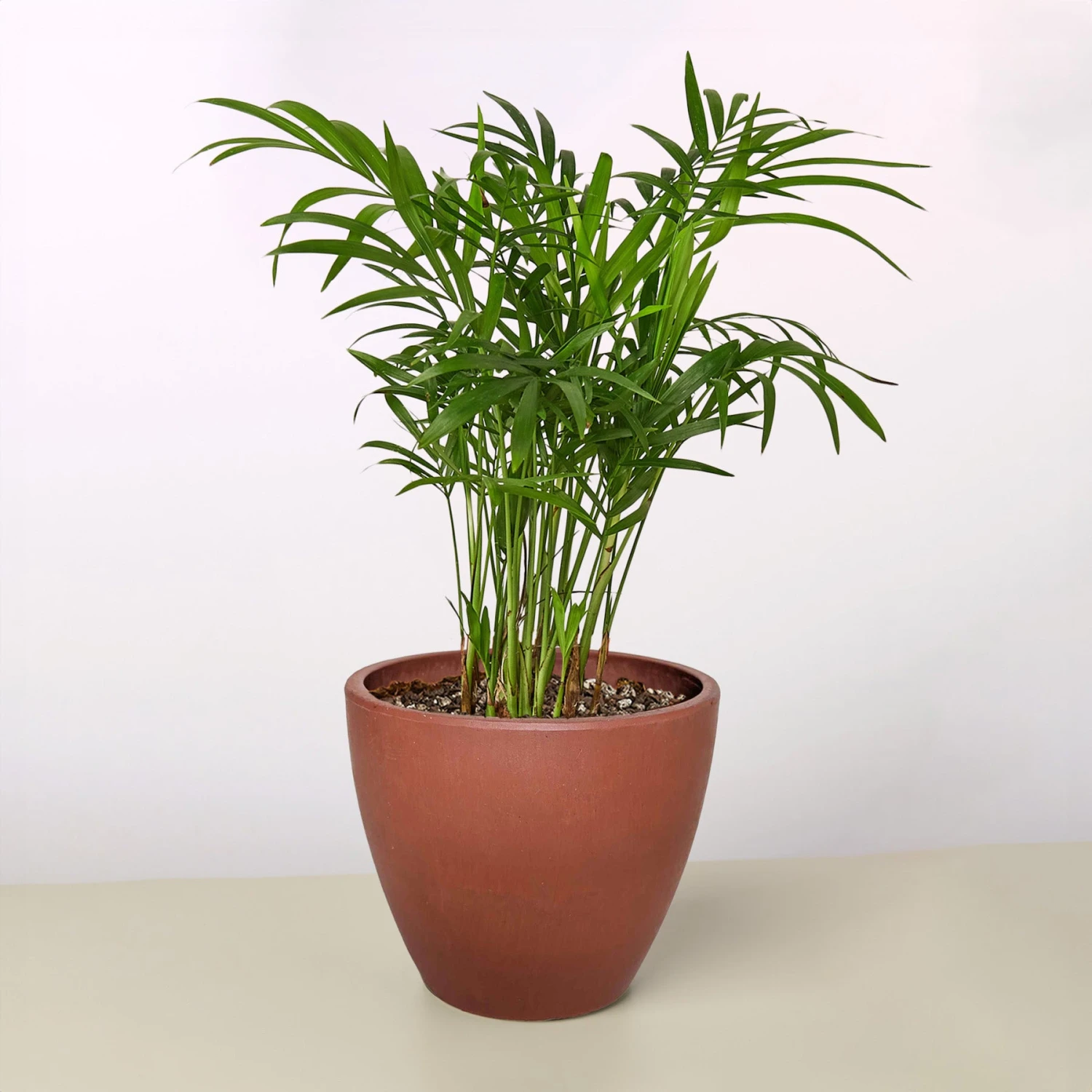 Parlor Palm - Image 10