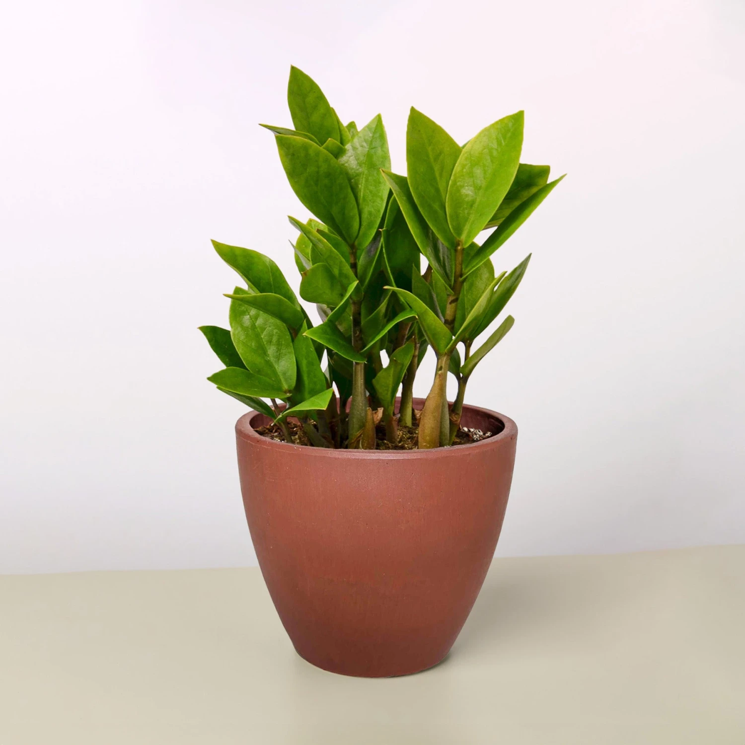 Zamioculcas Zamiifolia 'ZZ' - Image 14