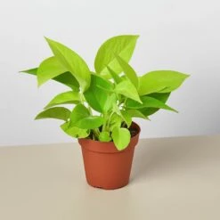 Pothos 'Neon'