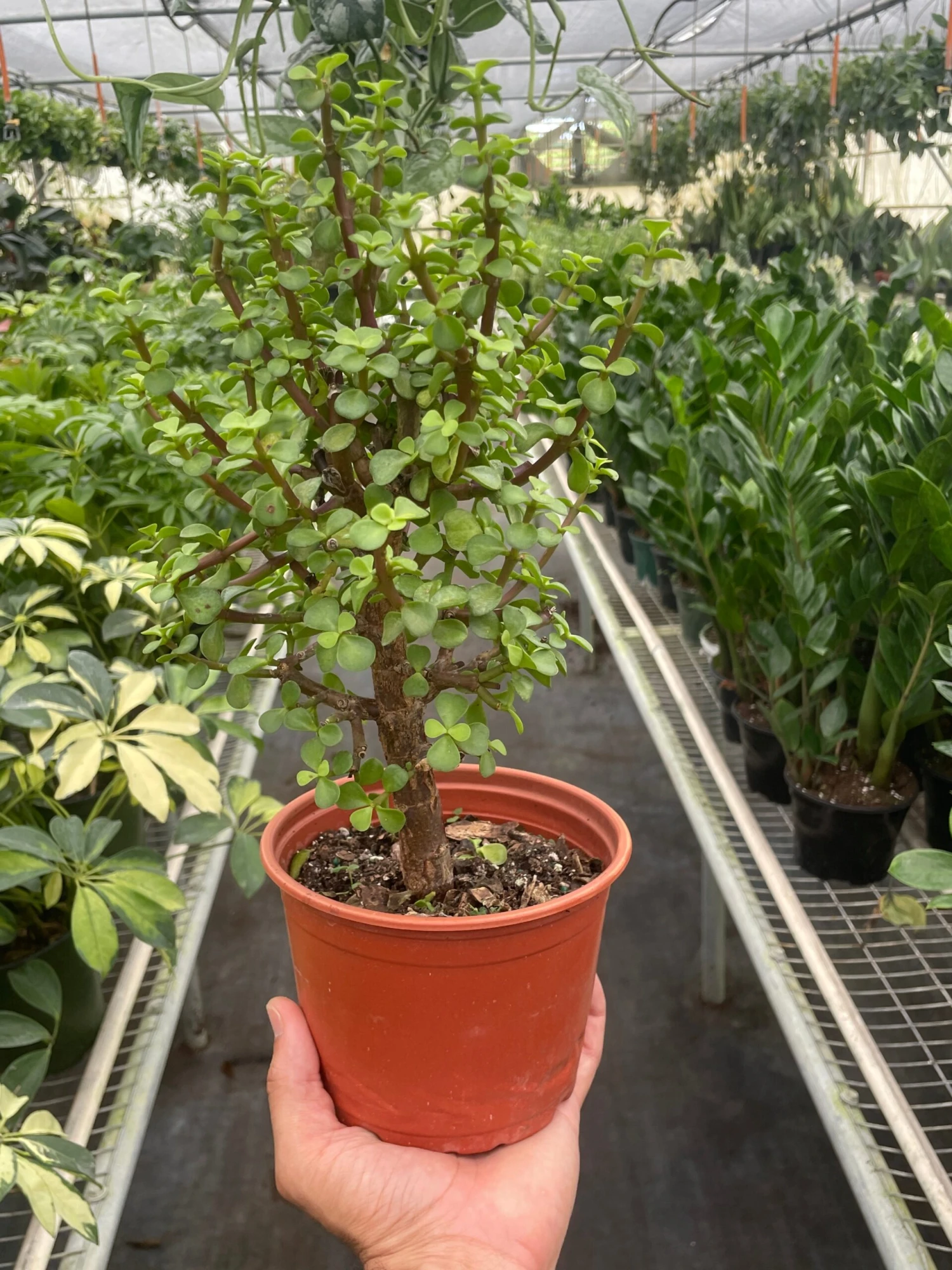 Bonsai Jade Dwarf Green - Image 2